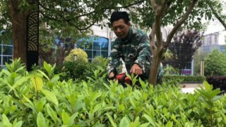 尤溪紫阳公园的园艺工人 精心修剪枝叶美化城市