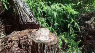 将乐一村民祖坟的风水树被砍 获赔损失24000元