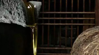 宁化山茶油清热化湿杀虫解毒 古法压榨方法原味才经典