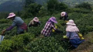 大田山村“茶姑”郭宝桂 带领村民种植高山生态有机茶