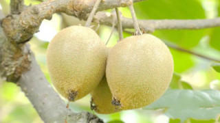 汤川乡80多亩猕猴桃陆续成熟上市 种植户喜获丰收