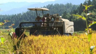 将乐为贫困户免费机收晚稻 推动农业生产社会化服务