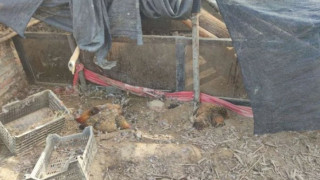 尤溪40余只鸡突然一夜暴毙 警方凭借一枚扣子解难题