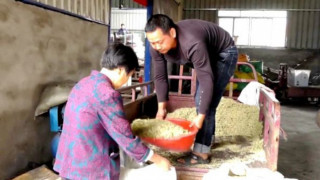 尤溪接订单制良种 水稻制种产业成农民致富金种子