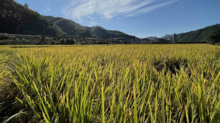 大洛镇组织观摩优质稻泸优6169种植基地 为农业种植提供参考数据