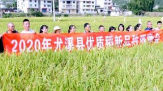 尤溪县晒品种强科技 为农民水稻增收提供保障