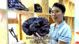 尤溪珍惜食用菌馆的菌菇文化 引领健康新风尚