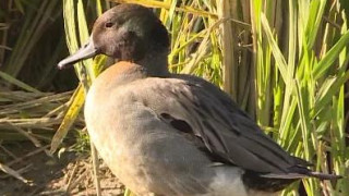明溪注重生态环境保护 引得西伯利亚小鸭子栖息