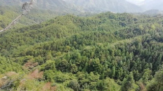 建宁推行场村合作造林发展机制 实现林农双赢