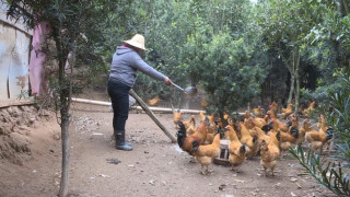 宁化县翠江镇扶贫干部帮助群众养鸡创业 助力贫困户脱贫致富
