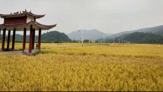 将乐县培育壮大优质水稻制种产业 助力将乐高质量发展