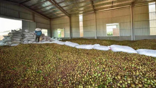 宁化全力推进油茶产业发展 助力乡村振兴