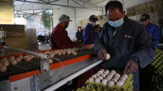 宁化中沙乡推动蛋鸡养殖转型升级 助力乡村振兴