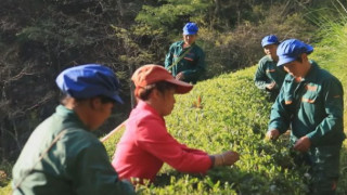 永安大力提倡茶树种植 带领农户脱贫致富